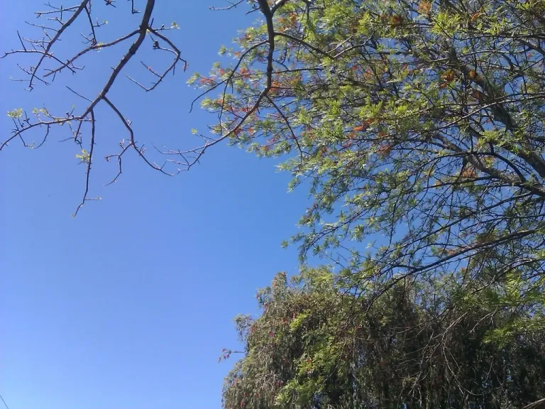 sky and tree (2011)