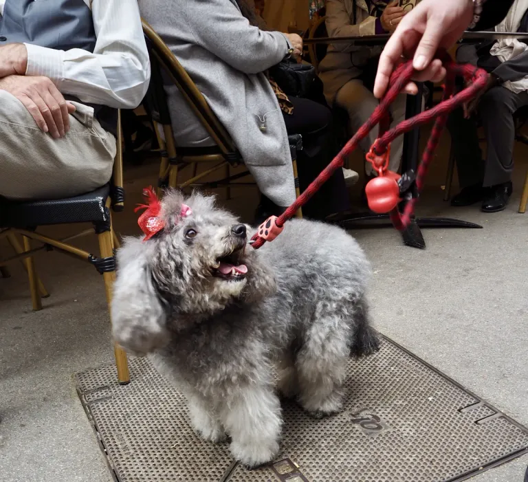 Dog wearing a hat (2026)